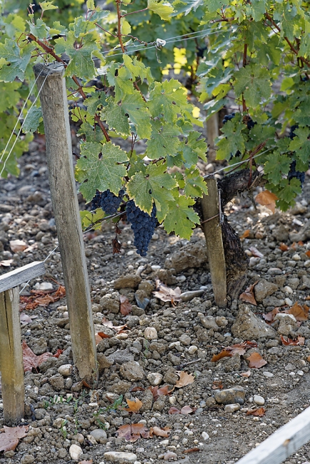 Balade avec Monique (Médoc et Blaye)-019